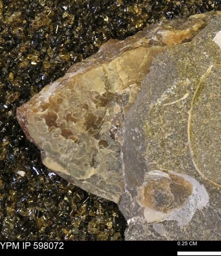 undet. Ammonoidea