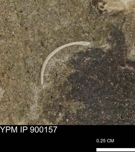 undet. Mollusca