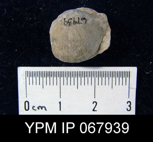 Stropheodonta varistriata