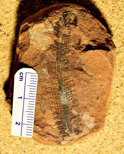 Pecopteris