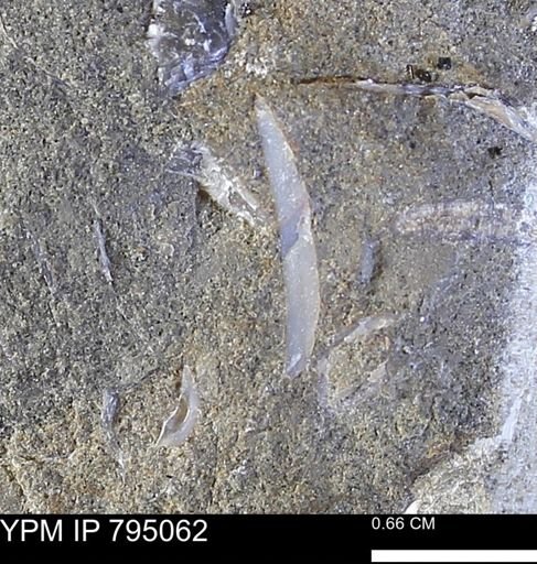undet. Bivalvia