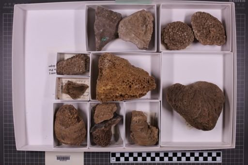 mixed taxa, stratigraphic collection