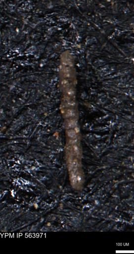 Ammobaculoides phaulus