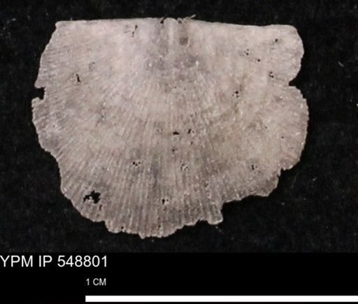 Stropheodonta perplana