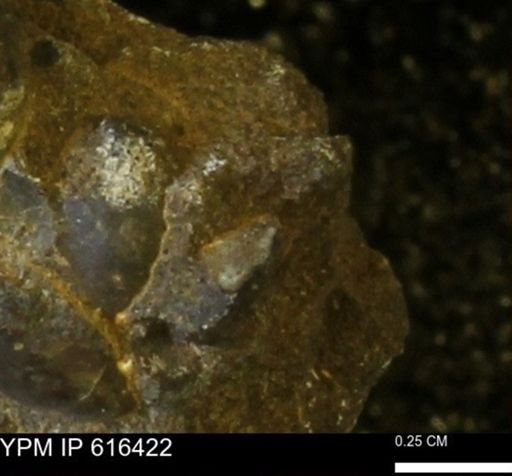 Protocardia subquadrata