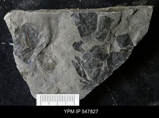 undet. Eurypterida