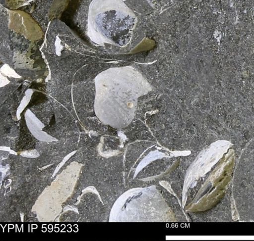 Protocardia sp.
