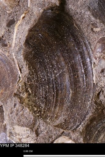 Limopsis striatopunctatus