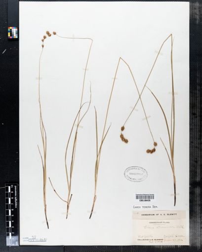 Carex tenera