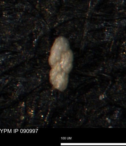 Bimonilina variana