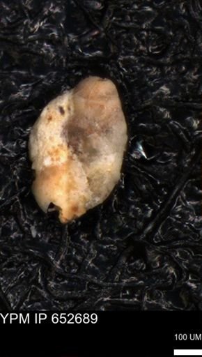 undet. Foraminiferida