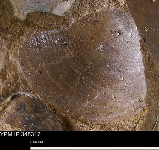 Limopsis striatopunctatus
