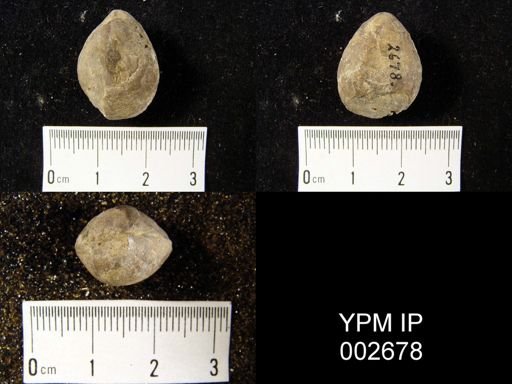 Athyris eifeliensis