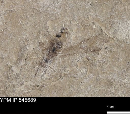 Hymenoptera?