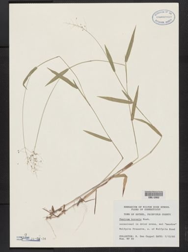 Panicum boreale