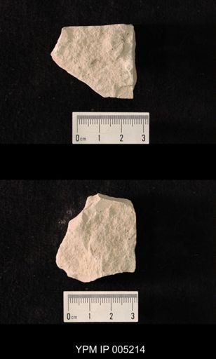 Lemmatophora minuta