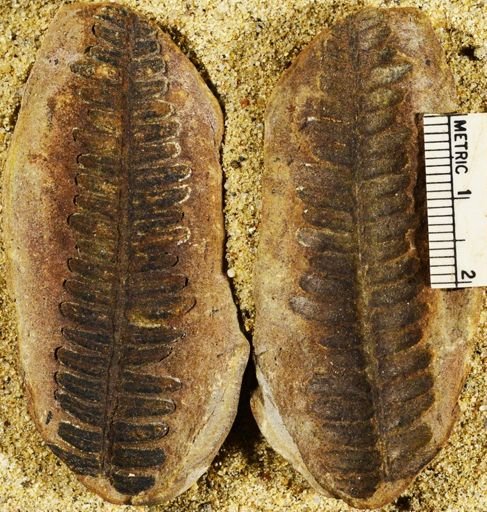 Pecopteris miltoni