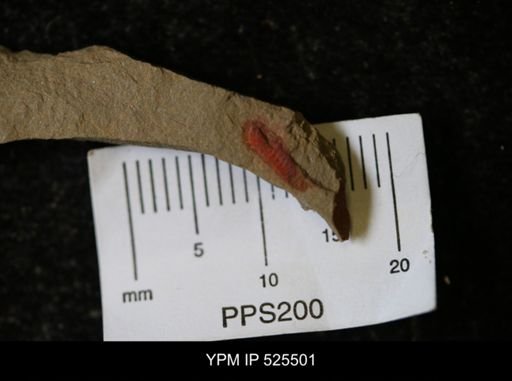 undet. Synziphosurina