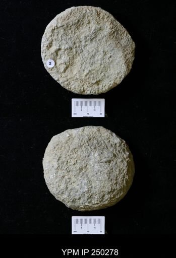 Astraeospongium meniscus