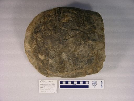 Geochelone orthopygia