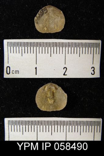 Rhipidomella oblata