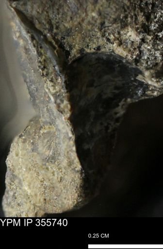 undet. Scaphitidae