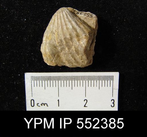 Rhynchotreta sp.