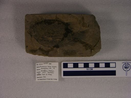 Pristisomus latus