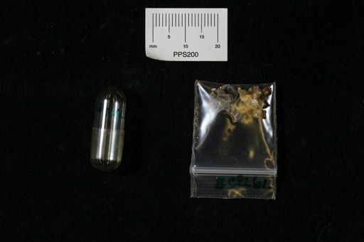 Scaphites carlilensis