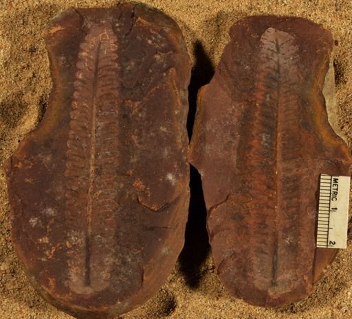 Pecopteris