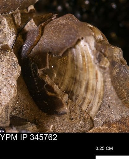 Limopsis striatopunctatus