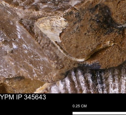 undet. Bivalvia