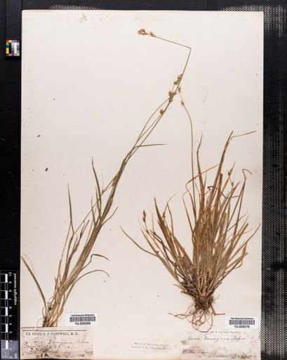 Carex deweyana