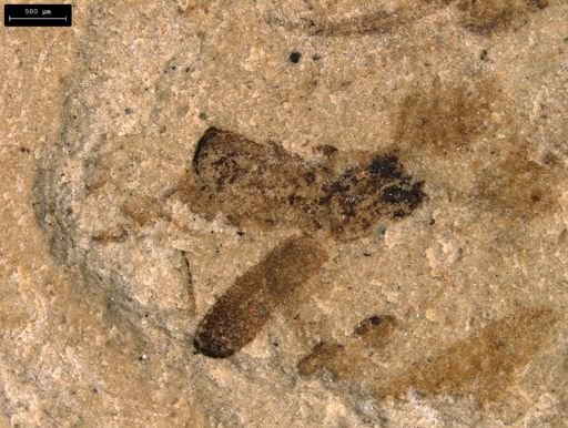 taxon undetermined