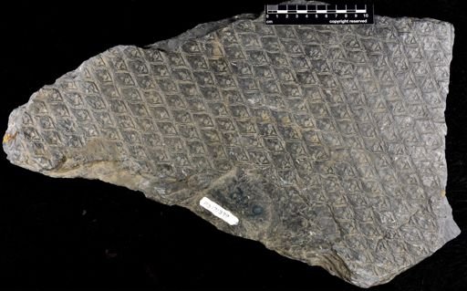 Lepidodendron sp.