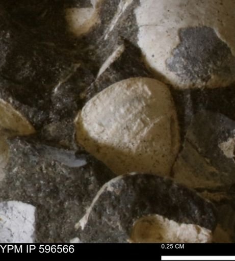 Limopsis striatopunctatus