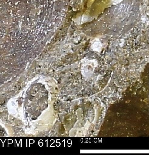Protocardia sp.