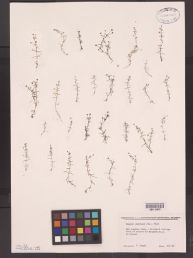Sagina japonica