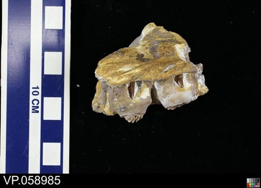 Platecarpus