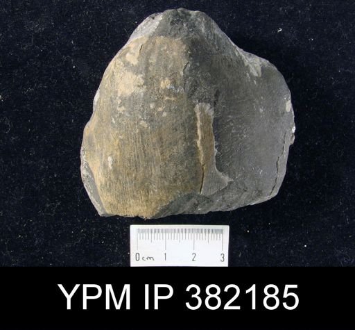 Striatifera striatus