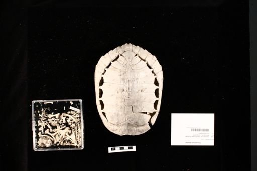 Pseudemys texana