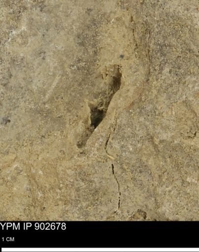 undet. Mollusca