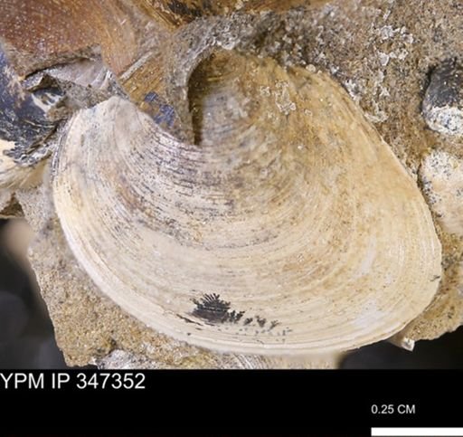 undet. Bivalvia