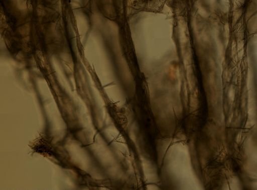 Isodictya