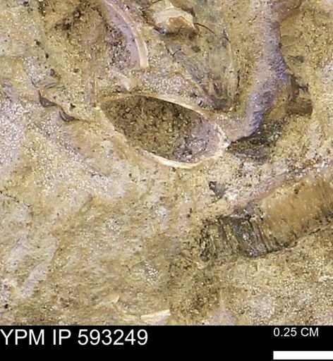 undet. Bivalvia