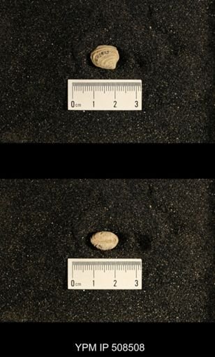Astartella sp.