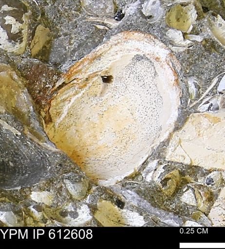 undet. Bivalvia