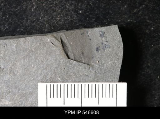 undet. Eurypterida