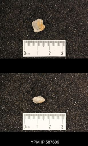 Rhipidomella hybrida