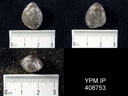 Meristella?